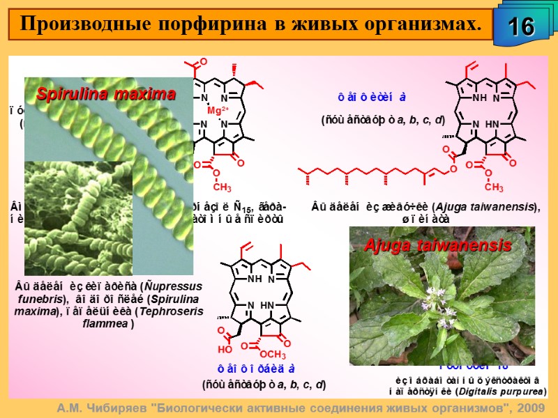 А.М. Чибиряев 